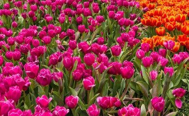 field of bright pink purple tulips with some orange, red tulips in a spring garden