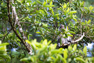 Crab eating macaque