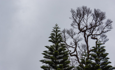 Obraz na płótnie Canvas dark silhouettes of asian trees against the cloudy grey sky 