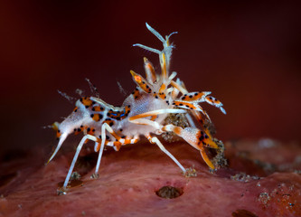 Amazing underwater world - Spiny tiger shrimp - Phyllognathia ceratophthalma.  Tulamben, Bali, Indonesia.