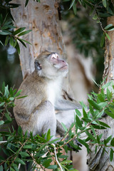 Crab eating macaque Mauritius