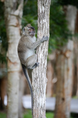 Crab eating macaque Mauritius