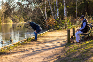 Elderly couple on a walk in the spring park with a dog. Wife feeds geese by the pond, the husband sits on a bench with a dog on a leash.