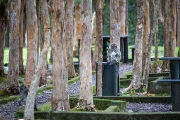 Crab eating macaque Mauritius
