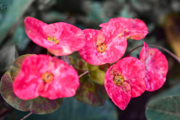 Red and pink flowers