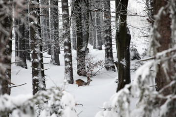 Obraz premium Deer in winter forest