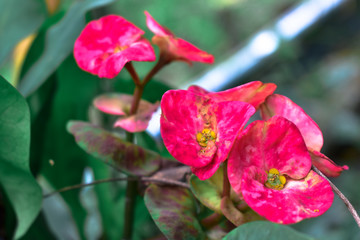 Red and pink flowers