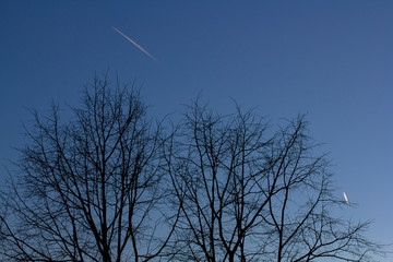 trees silhouettes in the dark evening sky on which traces from planes are visible