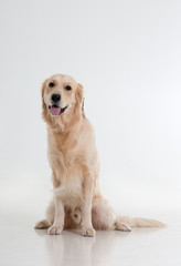 labrador dog on white background