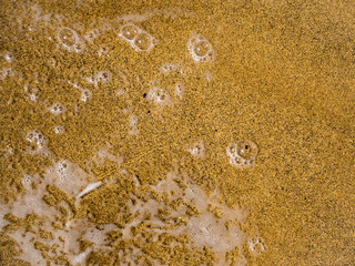 Golden sand on a beach, with bubbles left by a passing gentle wave