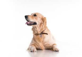 labrador dog on white background