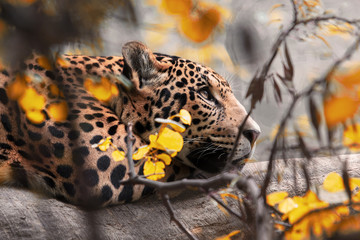 Jaguar in tree