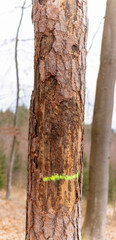 an old tree in austria with wounds and most of the bark is falling down, large