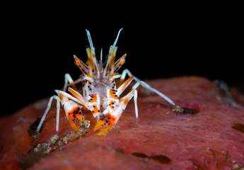 Amazing underwater world - Spiny tiger shrimp - Phyllognathia ceratophthalma.  Tulamben, Bali, Indonesia.