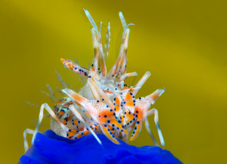 Amazing underwater world - Spiny tiger shrimp - Phyllognathia ceratophthalma.  Tulamben, Bali, Indonesia.