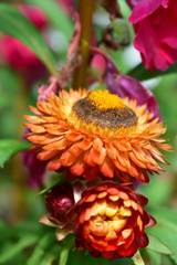 Bráctea de Helichrysum suizo gigante