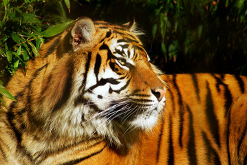 Female Siberian Tiger in a natural environment.
