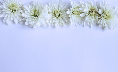 Delicate white chrysanthemum flowers on white background