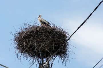Stork standing on a nest, next to power line cables, Romania