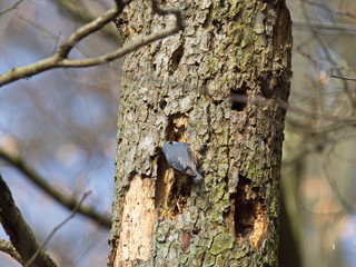 Kleiber auf Nahrungssuche