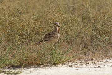 bird on the beach
