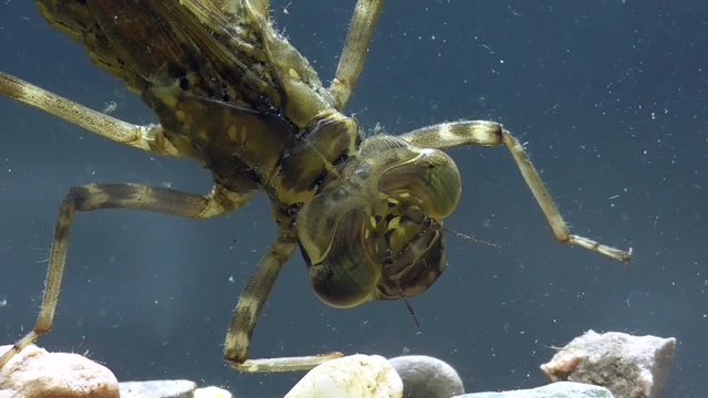 Hawker dragonfly larva, Edel-Libelle, Larve