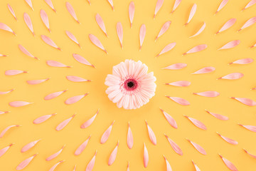 Fototapeta na wymiar Flowers composition oh pastel pink and yellow background with spring and summer flowers. Summer time concept with copy spase. Flat lay, top view.