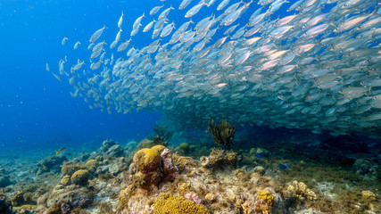 Fototapeta na wymiar Seascape of coral reef in the Caribbean Sea around Curacao at dive site Playa Grandi with bait ball, various corals and sponges
