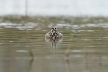 duck in water