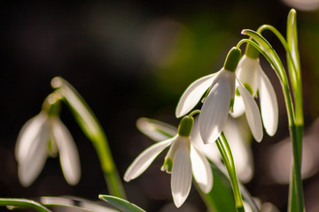 Fototapeta premium Schneeglöckchen im Sonnenschein begrüßen den Frühling