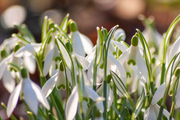 Schneeglöckchen im Sonnenschein begrüßen den Frühling