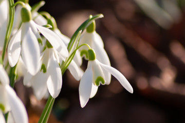 Fototapeta premium Schneeglöckchen im Sonnenschein begrüßen den Frühling