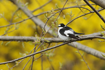 great tit on branch
