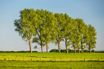 Row Of Trees In Evening Light, Germany