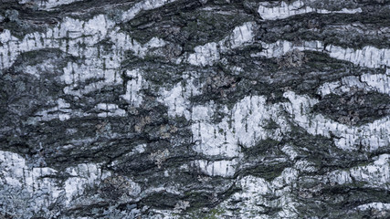 white birch bark background texture
