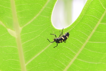 insect on a leaf