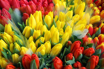  tulips close up. tulip spring market. tulips. many tulips of different color.