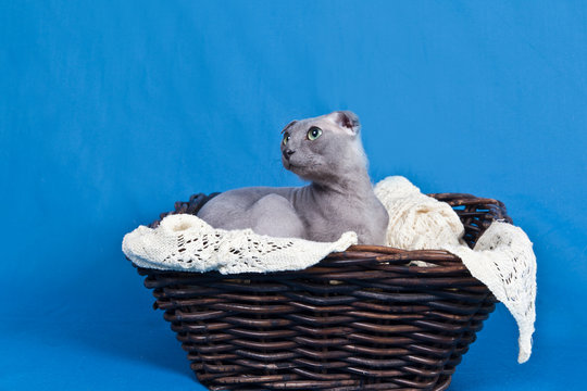Naked lop-eared cat breed Ukrainian Levkoy in a wicker basket on lace mat