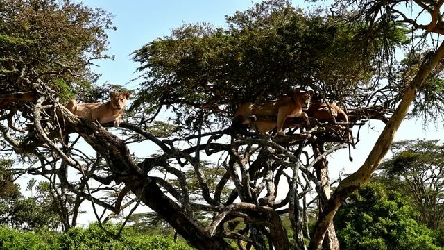 L&ouml;wen in einem Baum 