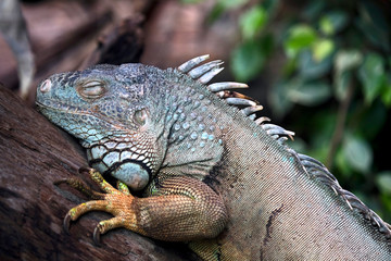 Green iguana's head. Latin name - Iguana iguana	