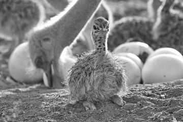 Straußen Kücken am Nest