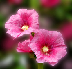 Beautiful and vibrantly colorful Flower Portraits