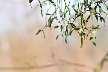 Common mistletoe (Viscum album, species of mistletoe, family Santalaceae, European mistletoe or  mistletoe)