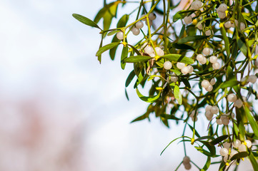 Common mistletoe (Viscum album, species of mistletoe, family Santalaceae, European mistletoe or  mistletoe)