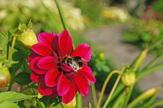 Two bees collecting pollen on a purple Dahlia flower	