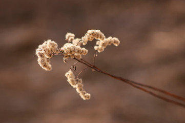 Beautiful Dried Weed Close-up in a Field