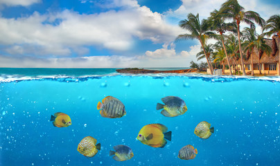 Half underwater photo of tropical paradise with a group of colorful fishes.