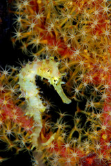 Incredible underwater world - Thorny seahorse - Hippocampus histrix. Macro photography. Tulamben, Bali, Indonesia.