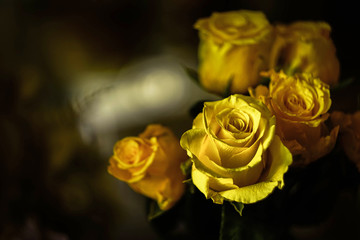 beautiful bright yellow roses on a dark backgroun
