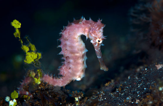 Incredible underwater world - Thorny seahorse - Hippocampus histrix. Macro photography. Tulamben, Bali, Indonesia.